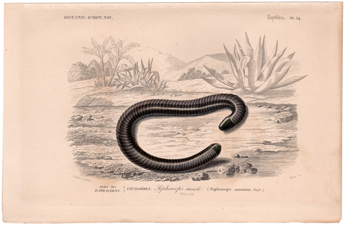 Ringed Caecilian